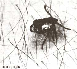 Beware of Tick Bites Image